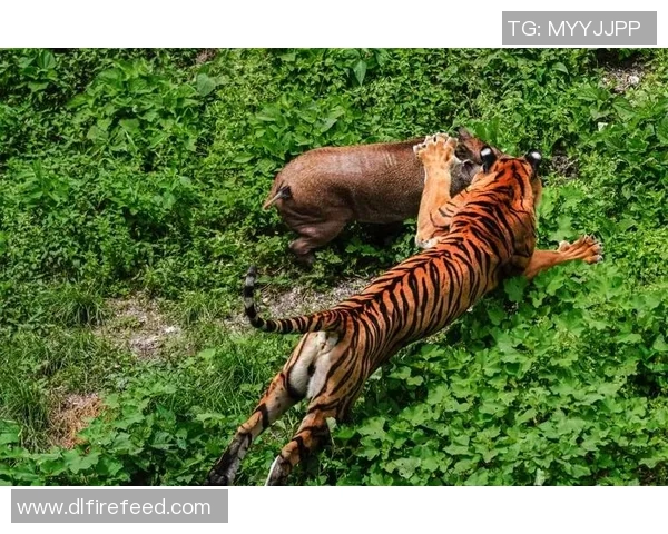 蒂华纳与老虎大学精彩对决视频回顾及赛后分析